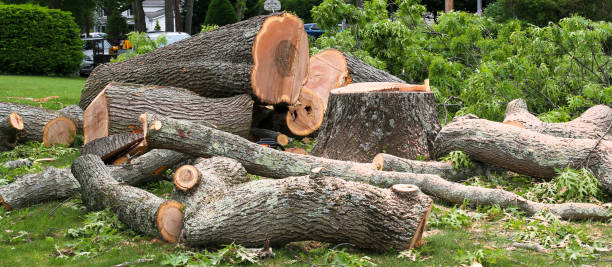 How Our Tree Care Process Works  in  Loma, CO