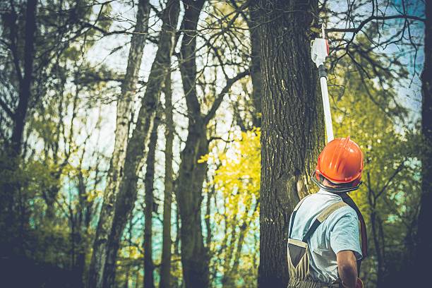 Mulching Services in Loma, CO